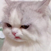 Y/n