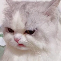 Y/n