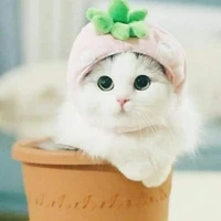 Mèo ( tác giả )