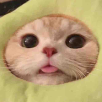 Y/N