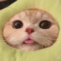 Y/N