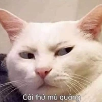 Lũ mèo
