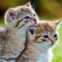 tác giả ciute
