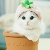 Tác giả FA ko thik iu