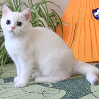 Bạch Miêu
