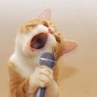 T/g love mèo