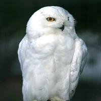 san