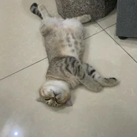 coan téc giẻ