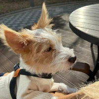 Zang lười biếng =)