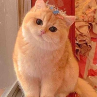 Mồm nèo biết nói