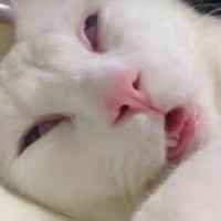 không like teo xiên lòi phèo