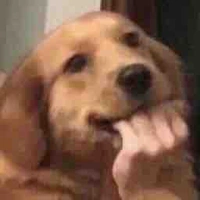 Chó cute phô mai que :33