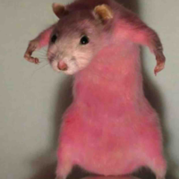 Nguyyn