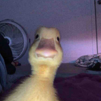 Lynhh
