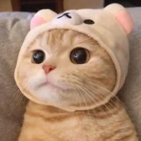 Y/n