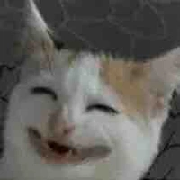 Tg