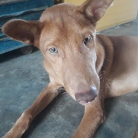 con tác giả