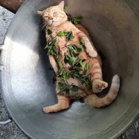 con tác giả ngáo chóa