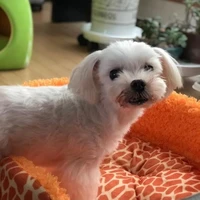 cloudie