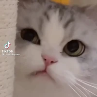 mon cute(t/g)