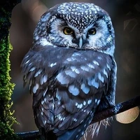 cú linh lục( Maraha)