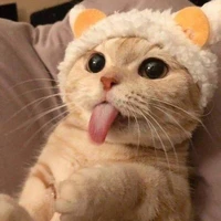 t/g Rốt