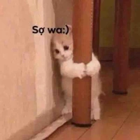 ☁️CoCa☁️[t/g]