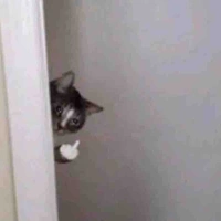 Chó cute phô mai que