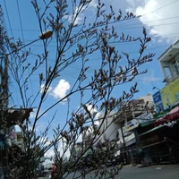 Con mắm tác giả