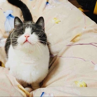 Bà Tác giả