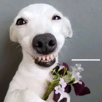 Coan chó xen đệp