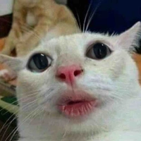 T/g siu cute