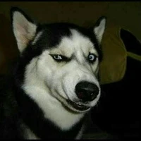 Cân các loài chó