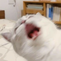 Cả lớp