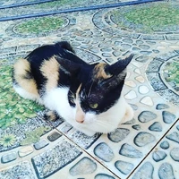 chiếc mèo ☘️☘️:mẹ mèo