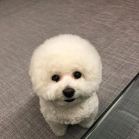 kon tác giả=)