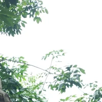 mẹ luly