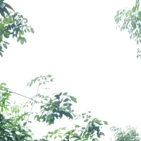 mẹ rio