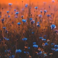 Nhân vật tổng hợp