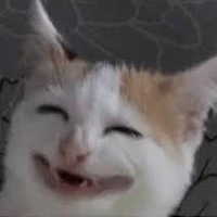 Mèo Shi