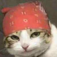 Mèo Zi