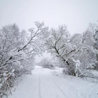 Tg ế như con dế đây{bt}