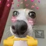 con chó hunk hănk