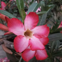 Nhân vật bí ẩn