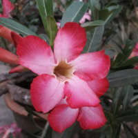 Nhân vật bí ẩn( 2 )