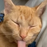 con tác giả lười nhát._.