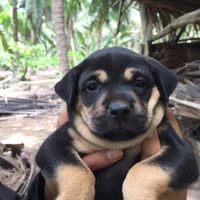 chó