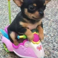 Tác giả cutephomainhathemattrang