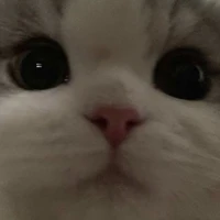 Con mèo không may mắn :(