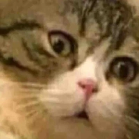 Tác giả cute ew Chuuya 